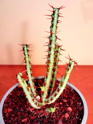 Planta.Euphorbia Aeruginosa.