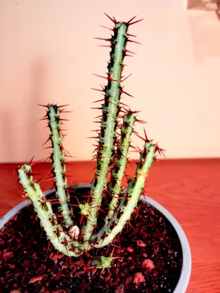 Planta.Euphorbia Aeruginosa.