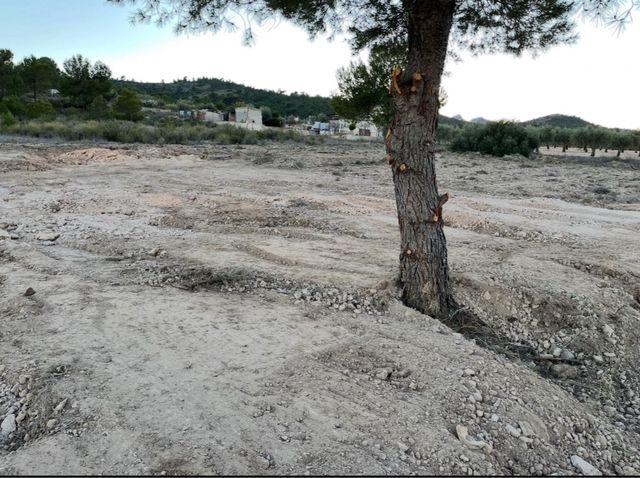 Terreno en venta en Yecla, zona de la cañailla