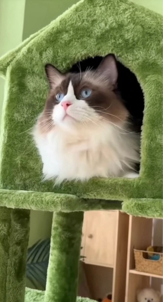 Rascador grande para gatos