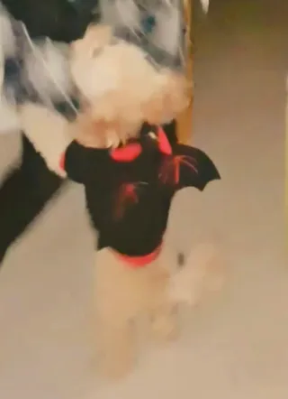Disfraz Murciélago Gato/Perro Talla Pequeña 
