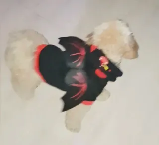 Disfraz Murciélago Gato/Perro Talla Pequeña 