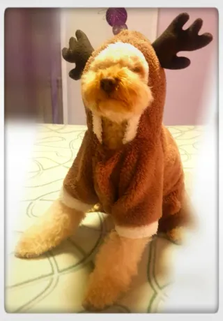 Disfraz Murciélago Gato/Perro Talla Pequeña 