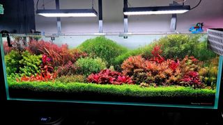 Lote de 10 plantas de acuario INICIACION