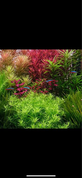 Lote de 10 plantas de acuario INICIACION