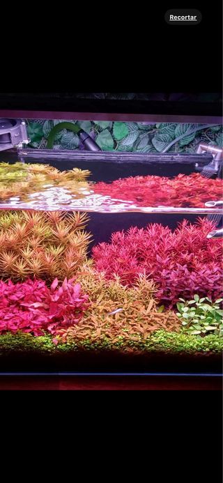 Lote de 10 plantas de acuario INICIACION