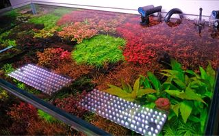 Lote de 15 plantas de acuario INICIACION