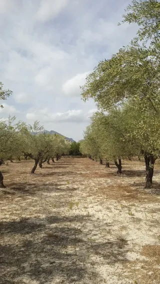 Parcela rústica con olivos y apero