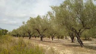 Parcela rústica con olivos y apero