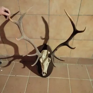 Cuerna decorativa