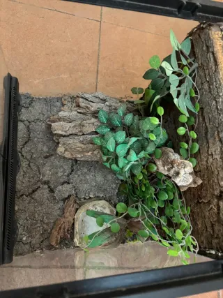 Terrario Exo Terra pack