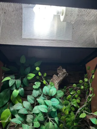 Terrario Exo Terra pack