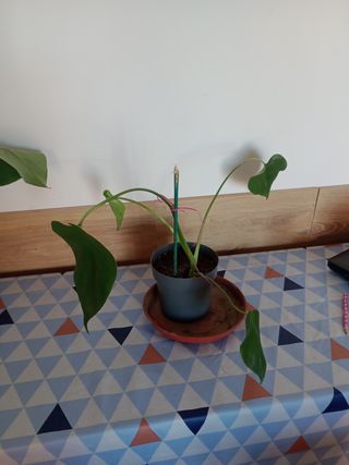 PLANTAS NATURALES COSTILLA DE ADAN VER FOTOS, leer