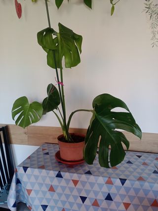 PLANTAS NATURALES COSTILLA DE ADAN VER FOTOS, leer