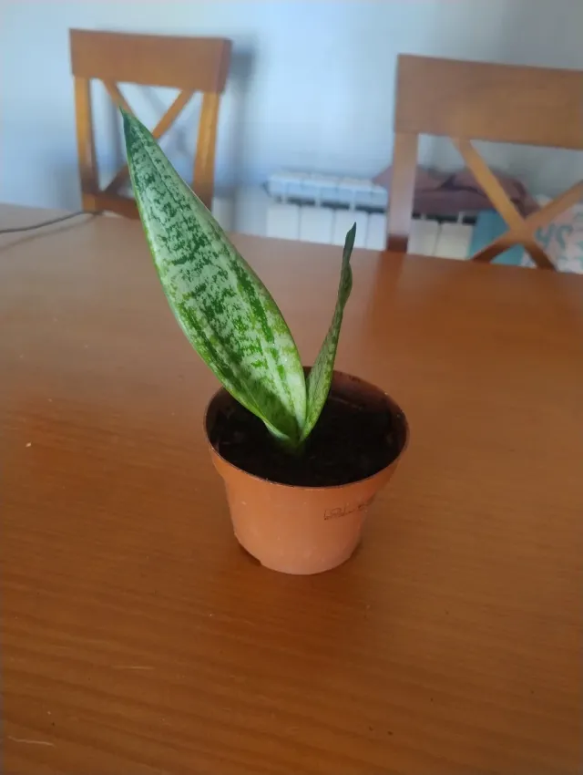 Planta Sansevieria