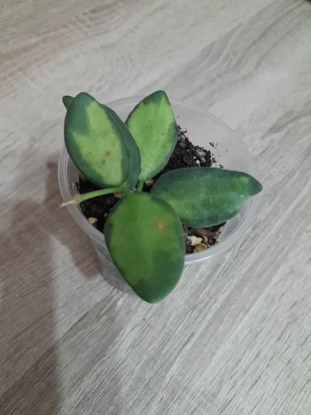 Hoya Burtoniae Variegata
