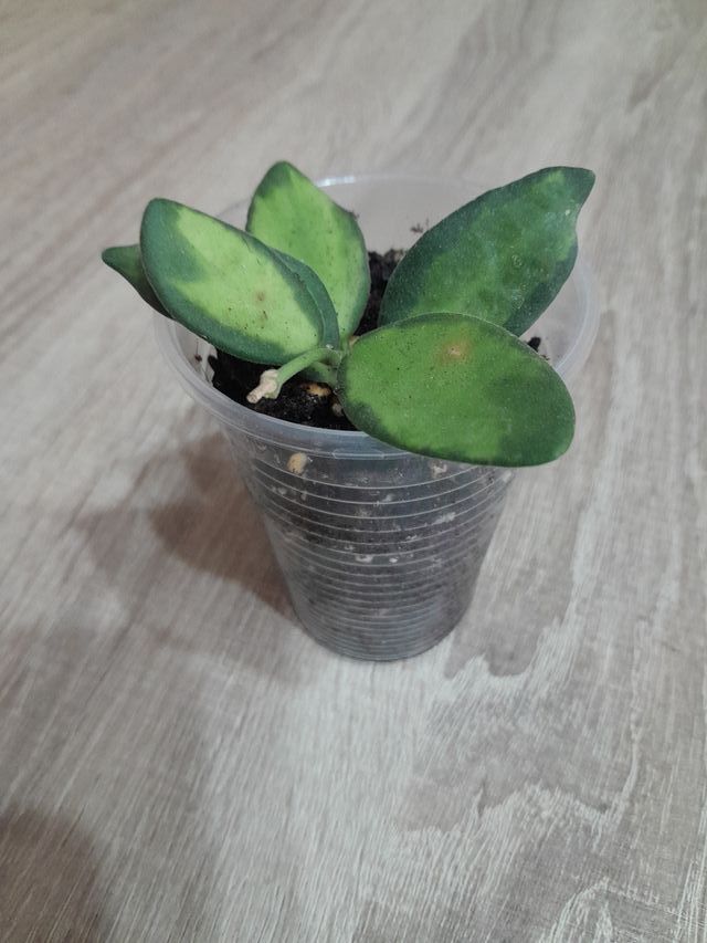 Hoya Burtoniae Variegata