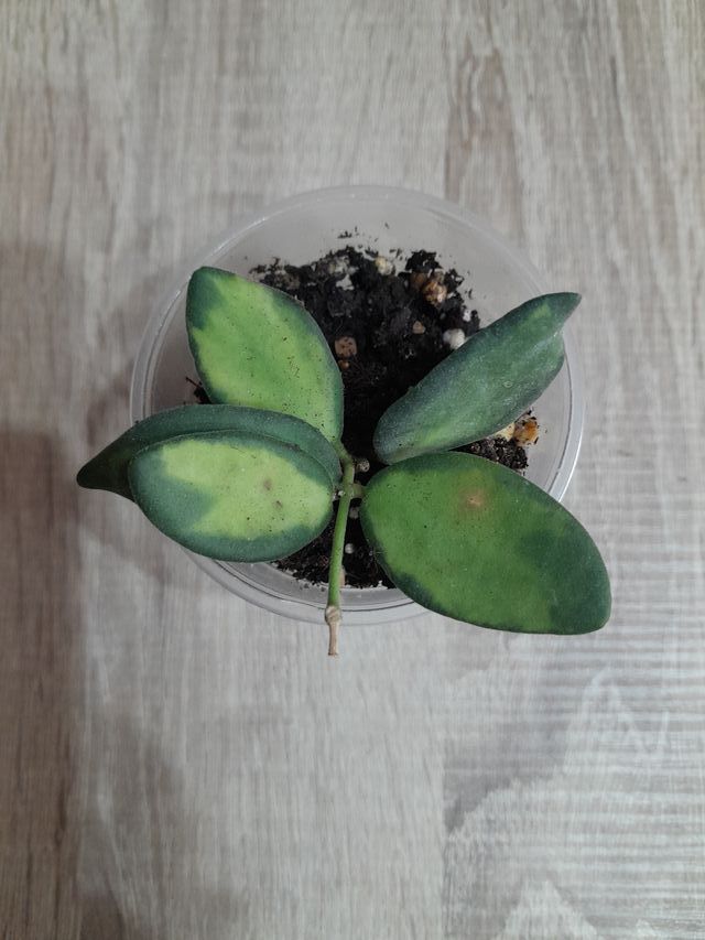 Hoya Burtoniae Variegata