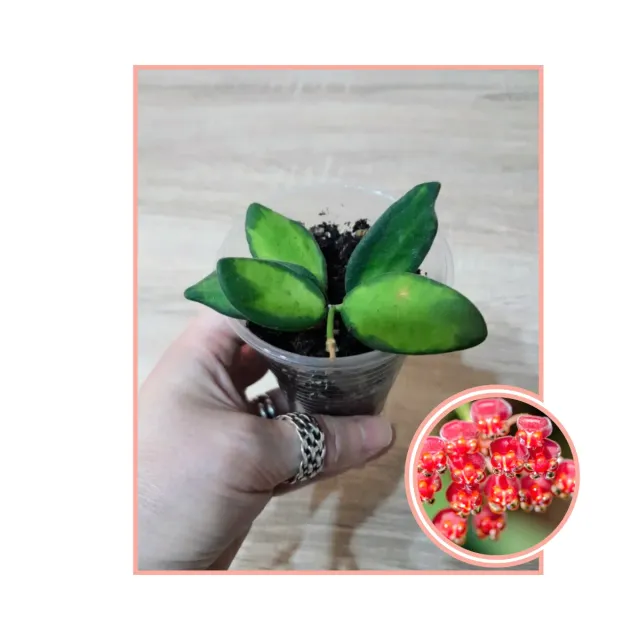 Hoya Burtoniae Variegata