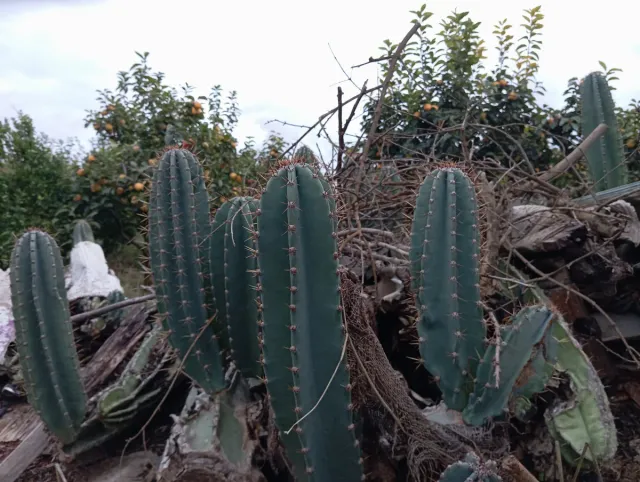 Cactus di 3, 4 e 5 anni