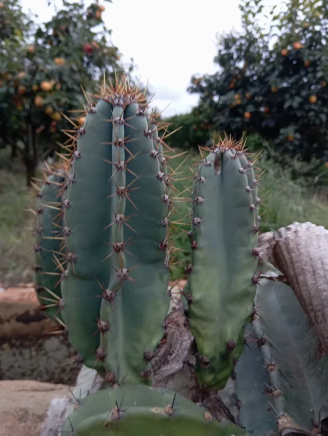 Cactus di 3, 4 e 5 anni