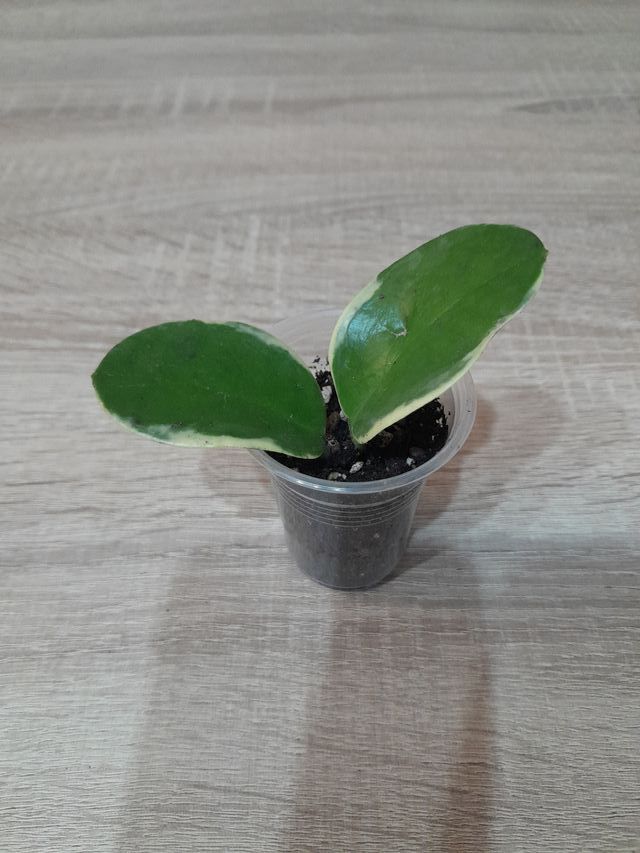 Hoya Australis Blondie