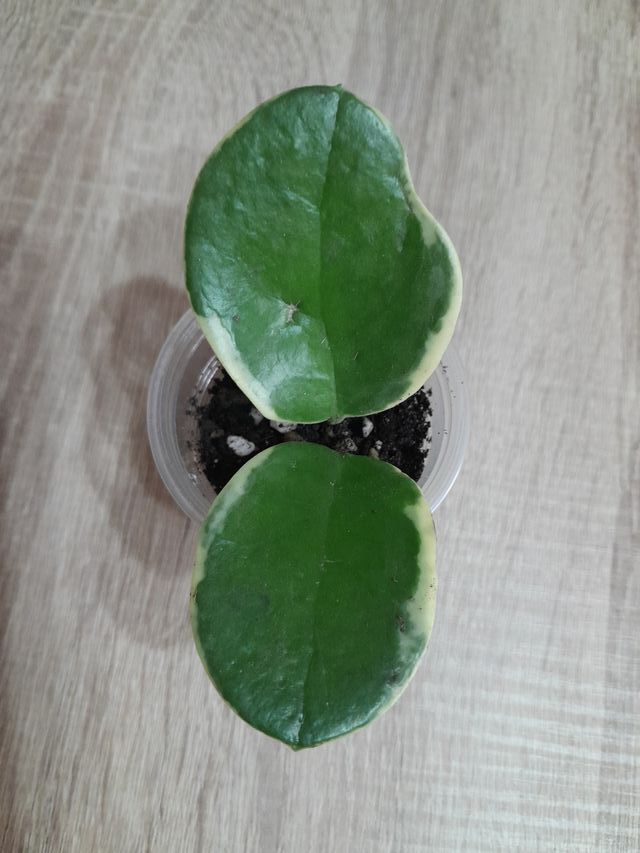 Hoya Australis Blondie