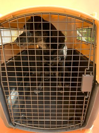Transportín mascota grande Vari-Kennel Ultra