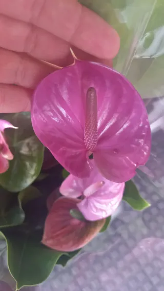Anthurium Violeta