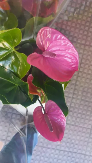 Anthurium Violeta