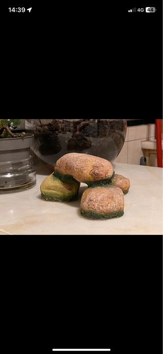 Pedras decorativas para terrários e répteis
