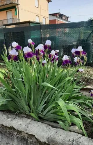 8 Rizomi Iris Germanica