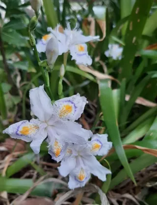 8 Rizomi Iris Germanica
