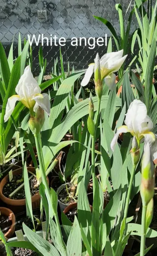 8 Rizomi Iris Germanica