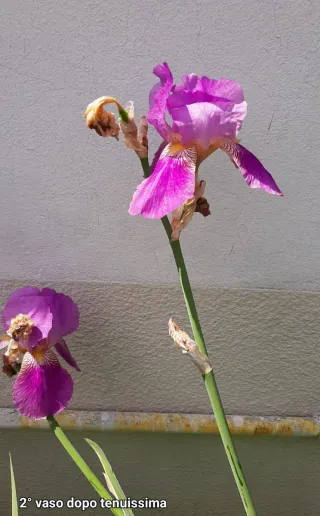 8 Rizomi Iris Germanica