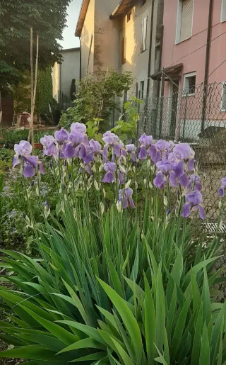 8 Rizomi Iris Germanica