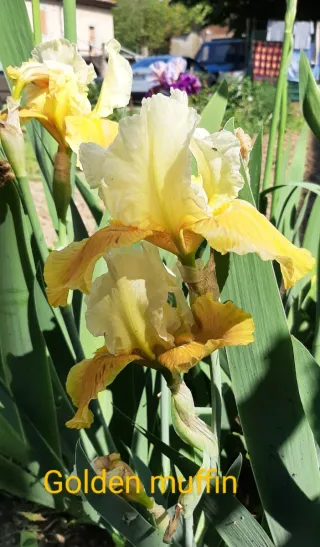8 Rizomi Iris Germanica