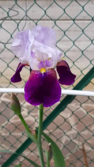 8 Rizomi Iris Germanica