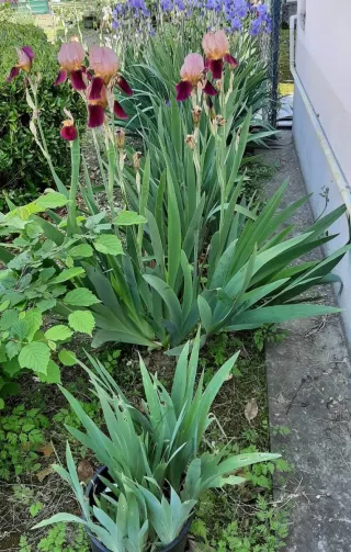 8 Rizomi Iris Germanica