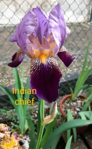 8 Rizomi Iris Germanica