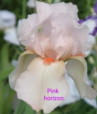 8 Rizomi Iris Germanica