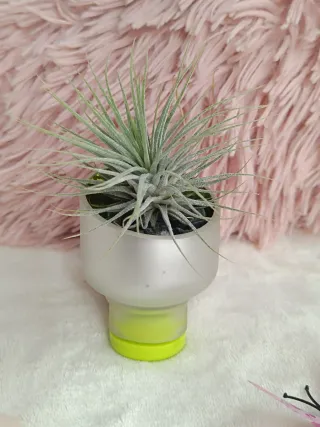 Tillandsia I. Silver
