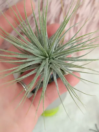 Tillandsia I. Silver