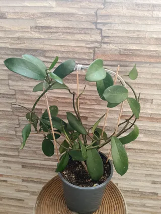 Hoya diversifolia planta