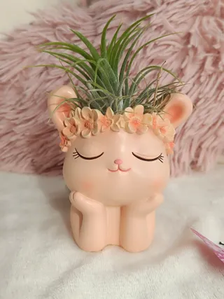 Tillandsia+Maceta Conejo