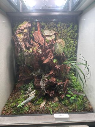 Vivario completo con madera y plantas