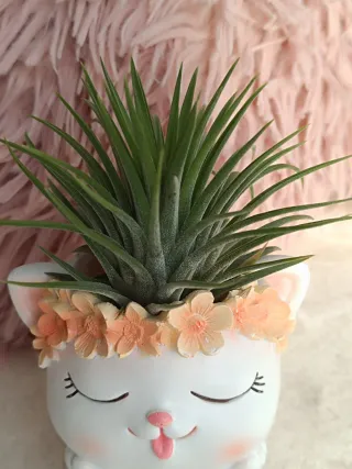 Tillandsia en maceta gatito