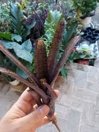 Vriesea fenestralis MINI planta bromelia terrario