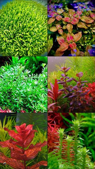 Fantastico lote 12 plantas de acuario INICIACIO