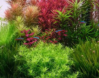 Fantastico lote 12 plantas de acuario INICIACIO
